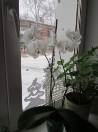 Встречаем новогодние праздники